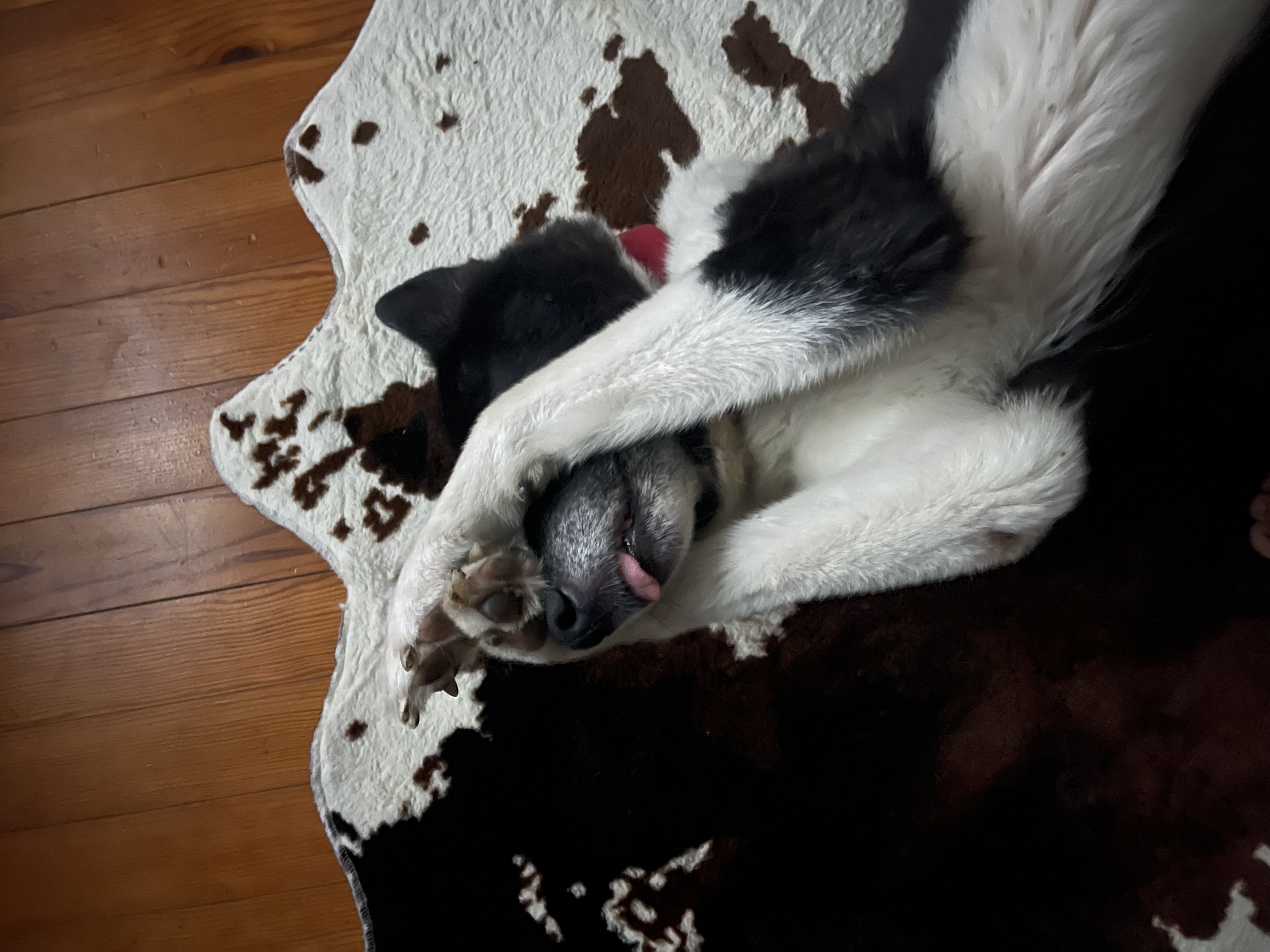 Onyx, Chien d'ours de Carélie, 8 ans