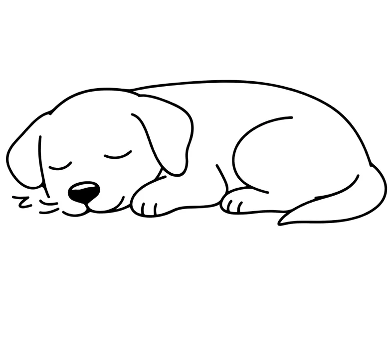 Massage canin à Toulouse